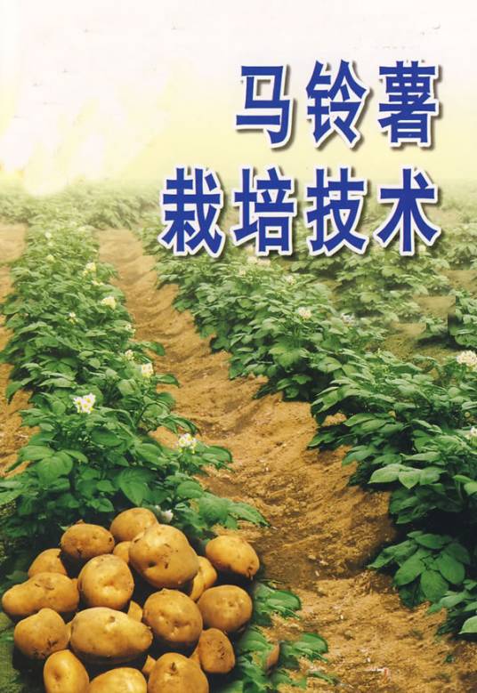 马铃薯栽培