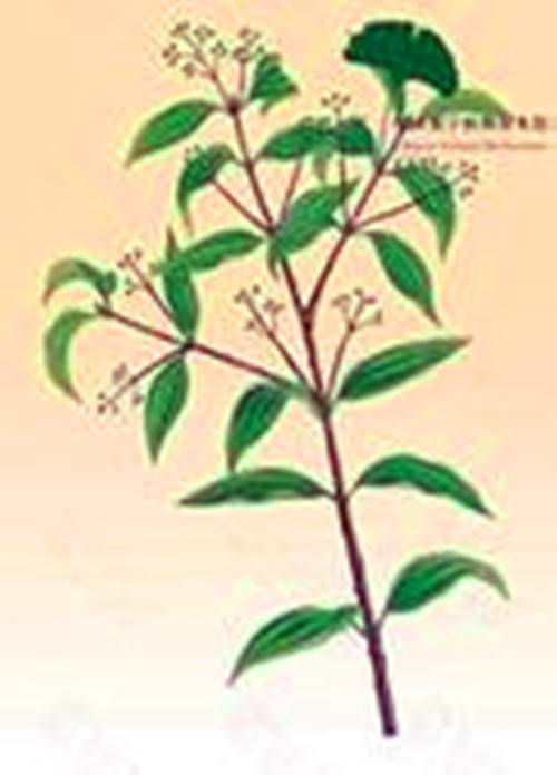 川桂枝