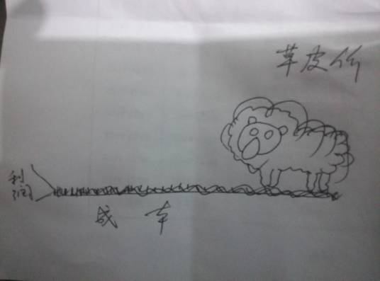 草皮价