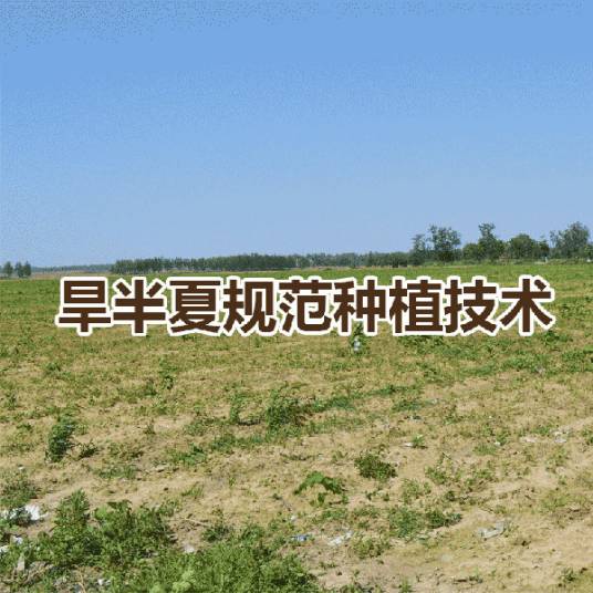 旱半夏种植技术
