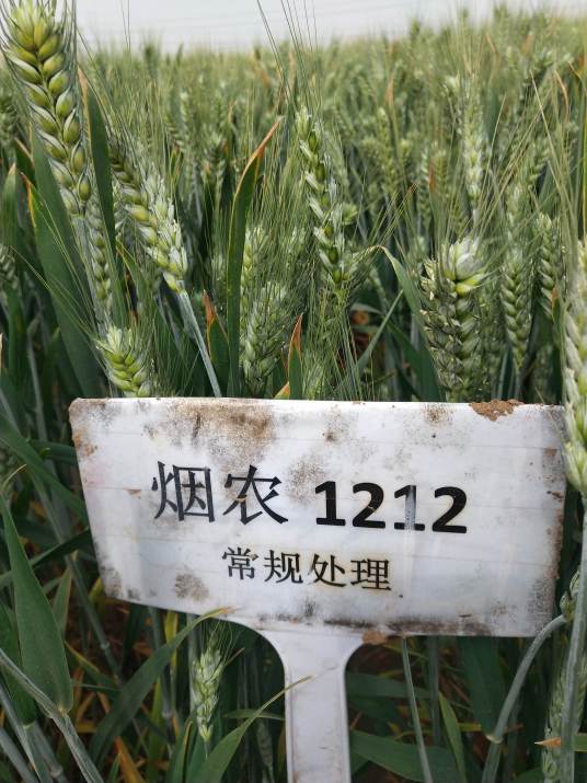烟农1212