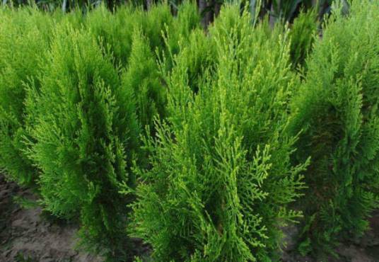H5（柏科、侧柏属植物）