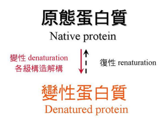 蛋白质的变性