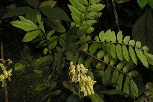 山豆根（豆科山豆根属植物）