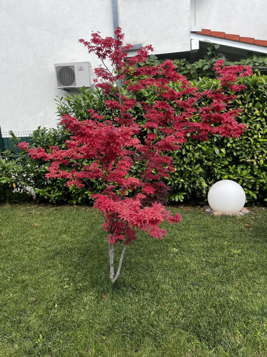 鸡爪槭（无患子科槭树属植物）