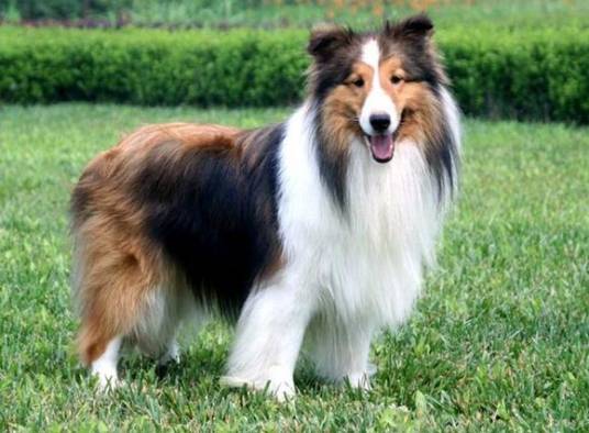 喜乐蒂牧羊犬（哺乳纲动物）