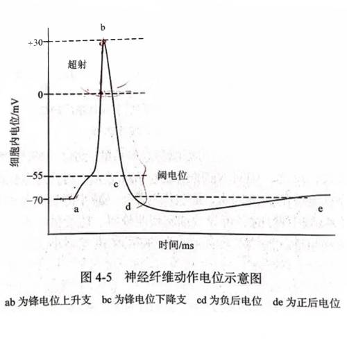 动作电位