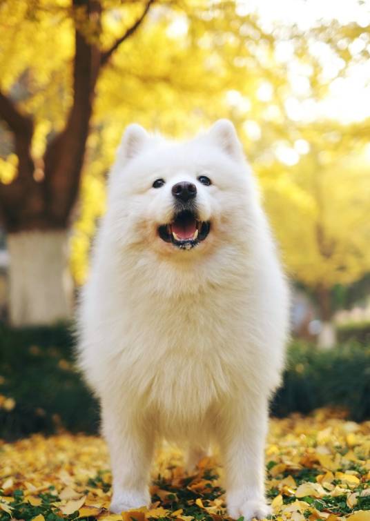 momo（网络红犬）