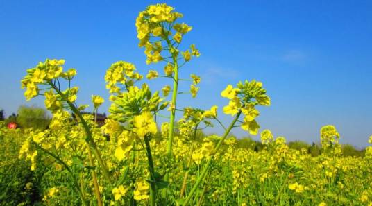 欧洲油菜