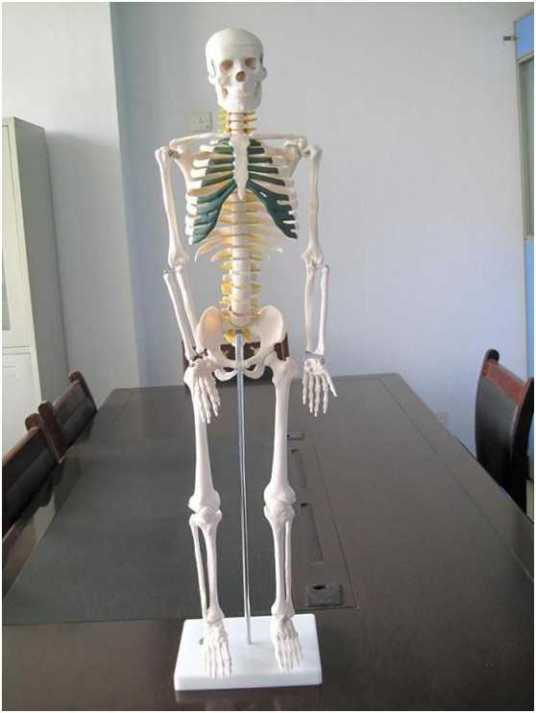 人体骨骼模型