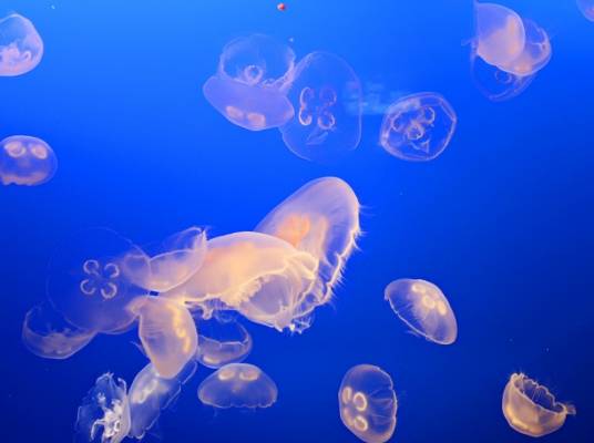 海洋无脊椎动物