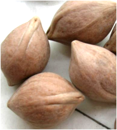 橄榄核（中药）