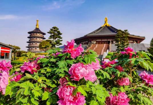牡丹花会