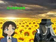 柯兰恋之向日葵般的爱