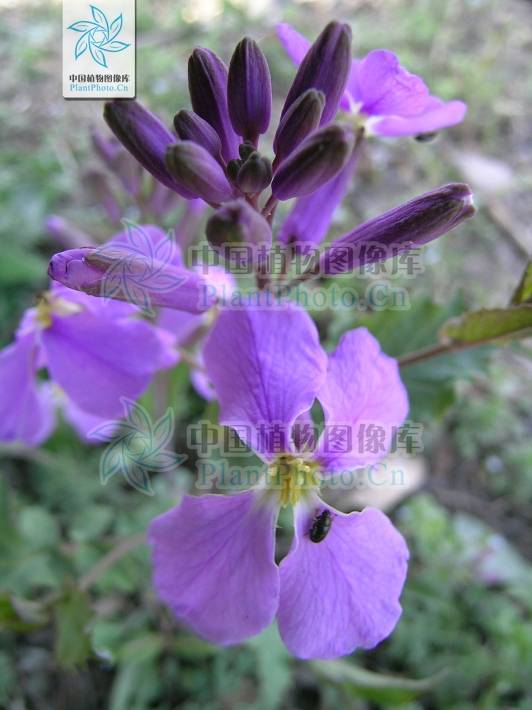 湖北诸葛菜