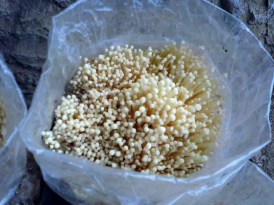 灵寿金针菇