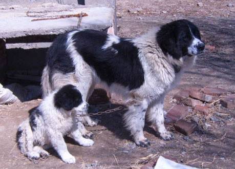 哈萨克牧羊犬