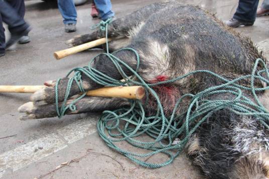 河南永城野猪伤人事件
