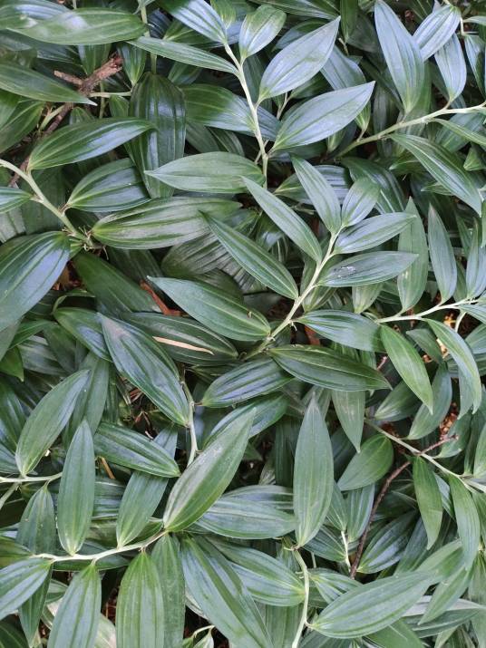竹根七（天门冬科竹根七属植物）