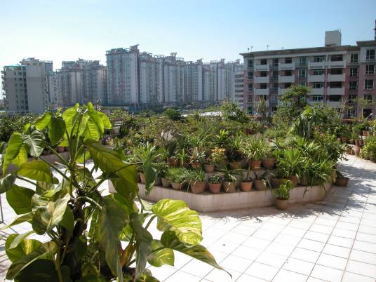 深圳市南山区大新小学
