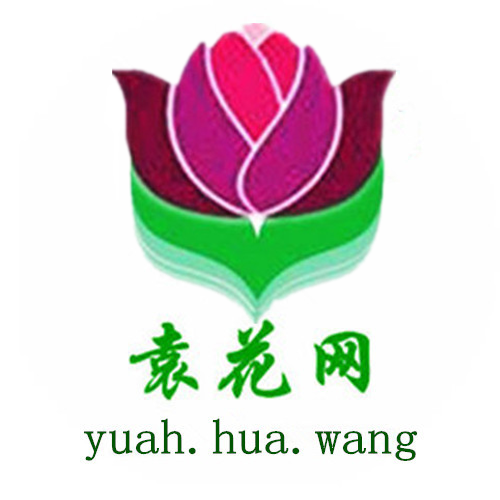 袁花网