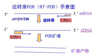 RT-PCR技术
