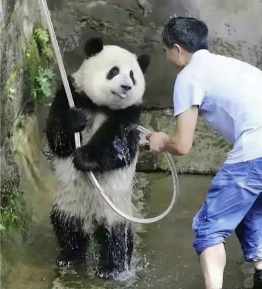 大熊猫辰辰