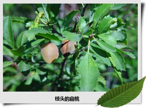 柄扁桃种源BT-6