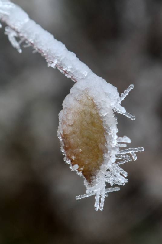 冰雪植物