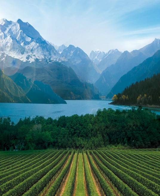 新疆天山北麓葡萄酒产区
