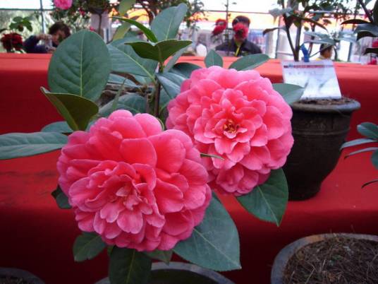 恨天高（茶花品种）