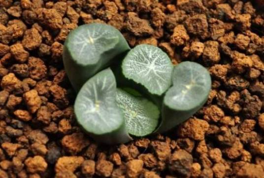万象（阿福花科十二卷属植物）