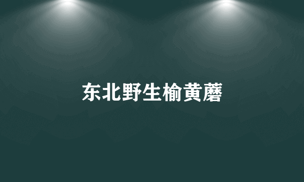 东北野生榆黄蘑