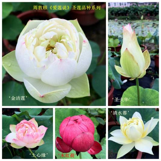 五星圣莲