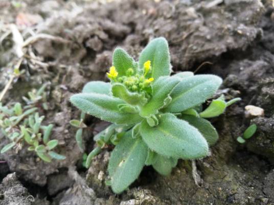 葶苈（十字花科葶苈属植物）