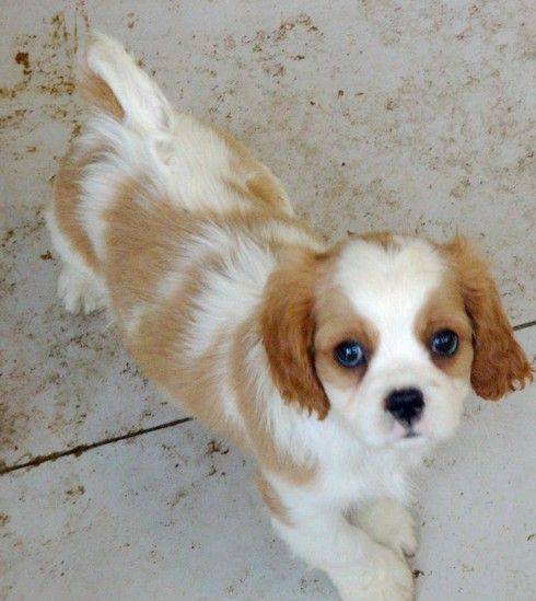 迷你型骑士查理王猎犬