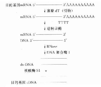 ds-cDNA