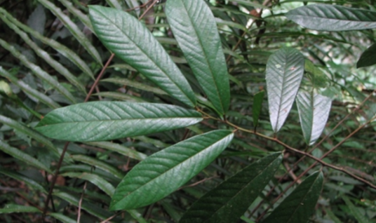 黑风藤（番荔枝科瓜馥木属植物）