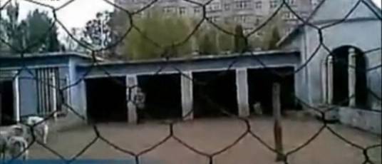 虐羊哥
