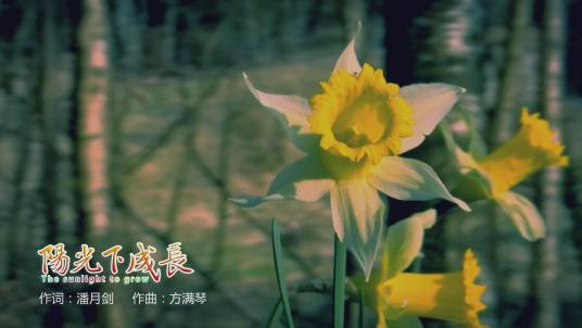 阳光下成长（《阳光下成长》合唱歌曲）