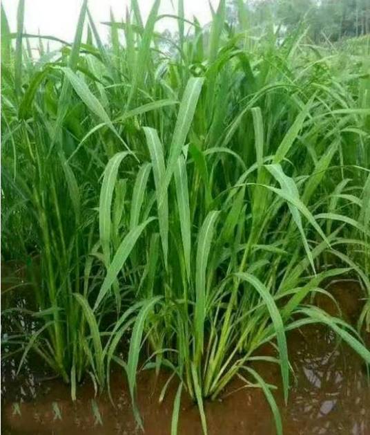 台湾小米草
