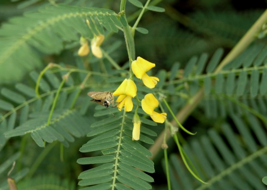 田菁（豆科田菁属植物）