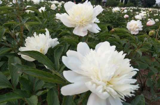 白芍花