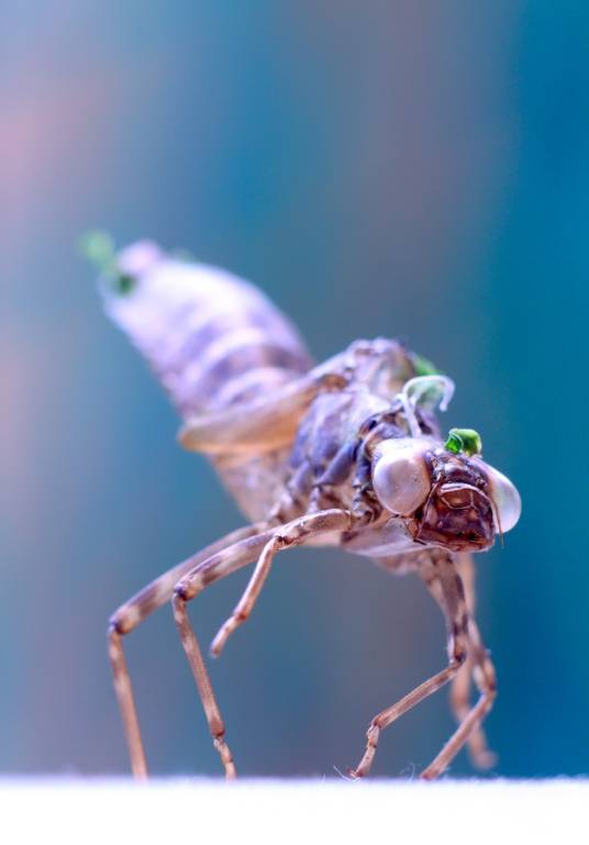 蜻蜓若虫
