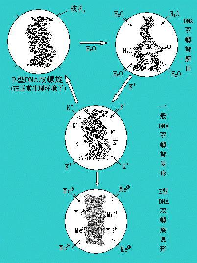生命动力元素
