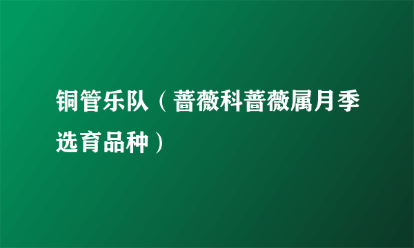 铜管乐队（蔷薇科蔷薇属月季选育品种）