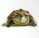 中华草龟吧