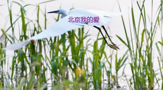 北京我的爱（歌曲）