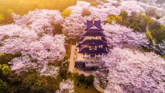 太湖樱花节