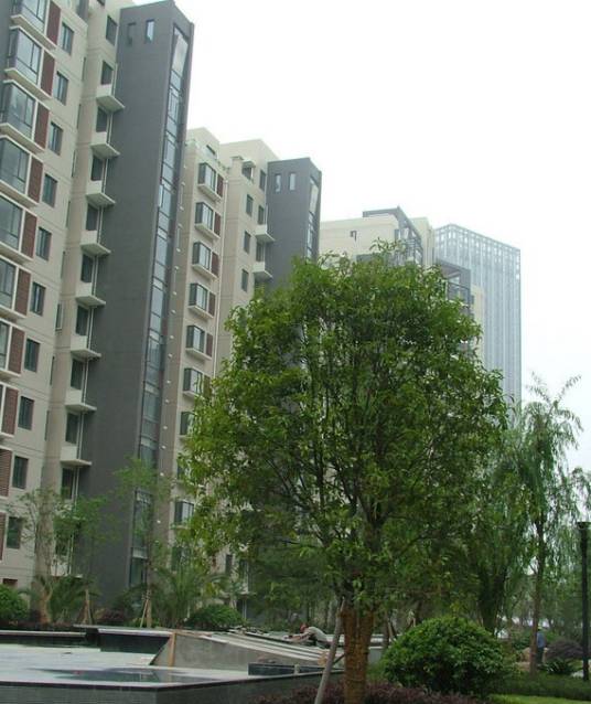 西堤国际花园